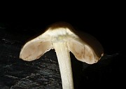 IMG_1619
