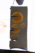 IMG_0287