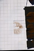 IMG_0288