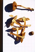 IMG_0289