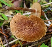IMG_0078