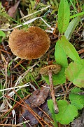 IMG_0081