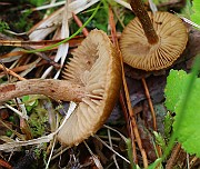IMG_0082
