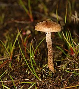 IMG_0384