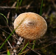 IMG_0401
