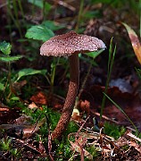 IMG_2050
