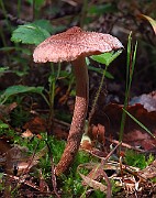 IMG_2051