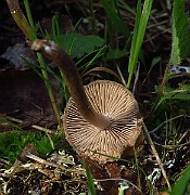 IMG_2052
