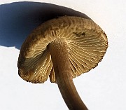 IMG_2085