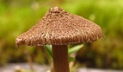 IMG_2779