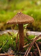 IMG_2780