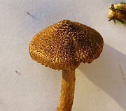 IMG_2837