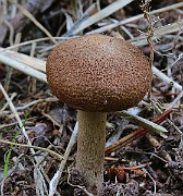IMG_6177