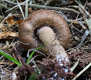 IMG_6181