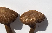 IMG_6939