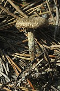 IMG_7533