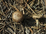 IMG_7534