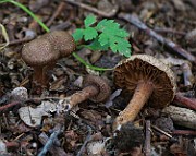 IMG_1665b