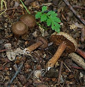 IMG_1668b