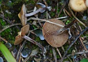 IMG_2013s