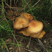 IMG_0027