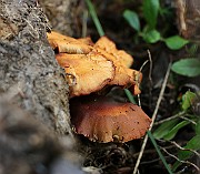 IMG_0185