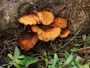 IMG_0191