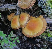 IMG_0351