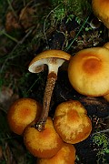 IMG_0874