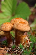 IMG_1093