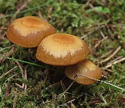 IMG_1132