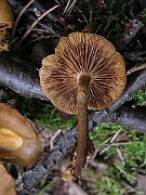 IMG_2595
