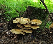 IMG_7671