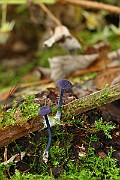 IMG_2239