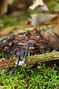 IMG_2246