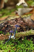 IMG_2247