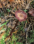 IMG_9900