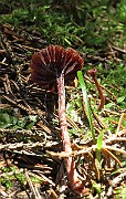 IMG_9903
