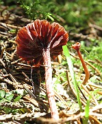 IMG_9904