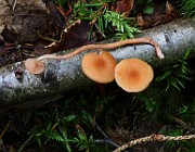 IMG_0816