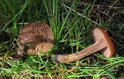 IMG_7772