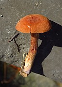 IMG_7852