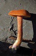 IMG_7853