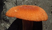 IMG_7855