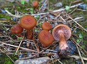 IMG_9487