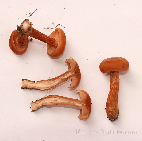 IMG_0730.JPG