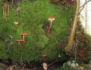 IMG_0630