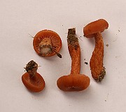IMG_0728