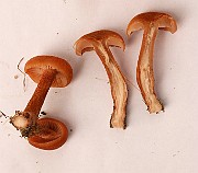 IMG_0729b