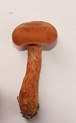 IMG_0731